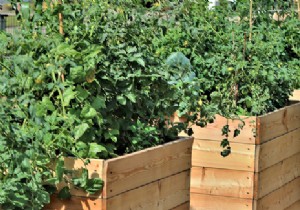 Raised Vegetable Gardens: The Back-Friendly Way to Garden Standing Up