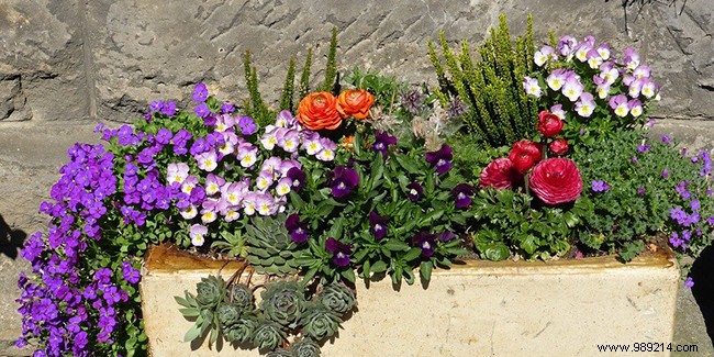 10 Top Summer Flowers for Pots and Planters: Vibrant Blooms for Balconies and Terraces