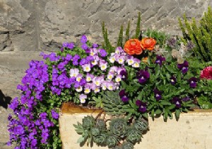 10 Top Summer Flowers for Pots and Planters: Vibrant Blooms for Balconies and Terraces