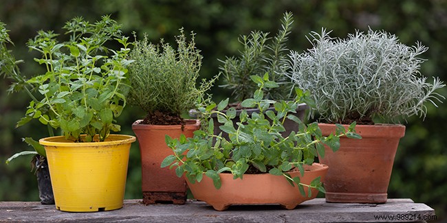 Expert Guide: How to Build a Thriving Aromatic Herb Garden on Your Balcony