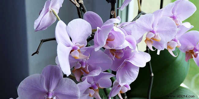 How to Get Your Orchid to Bloom Again: Expert Care Tips