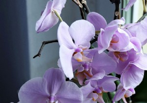 How to Get Your Orchid to Bloom Again: Expert Care Tips