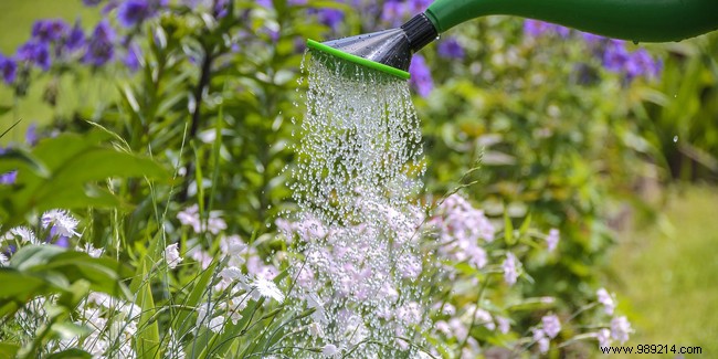 Smart Summer Garden Watering: Expert Tips to Conserve Water