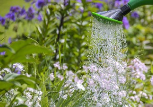 Smart Summer Garden Watering: Expert Tips to Conserve Water