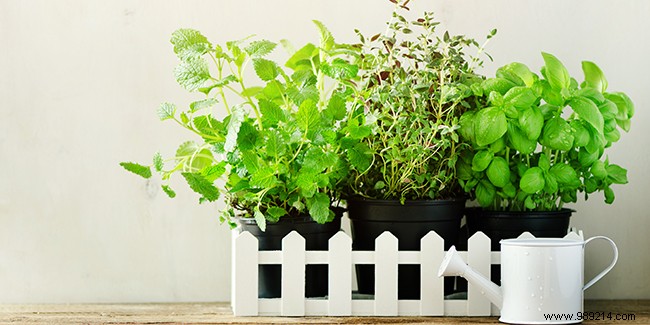 Best Plants for Balcony Planters: Top Flowers, Vegetables, and Herbs for Success