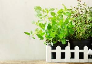 Best Plants for Balcony Planters: Top Flowers, Vegetables, and Herbs for Success