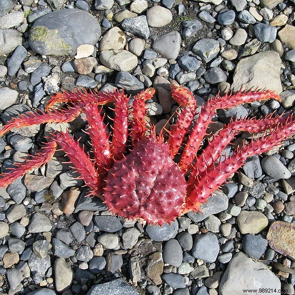 Antarctic King Crab: The Luxurious Seafood Gem from Patagonian Waters