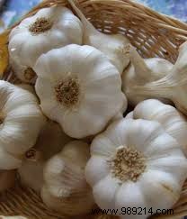 Lisettes in Escabèche: Authentic Recipe with Saint-Clar White Garlic and Espelette Pepper