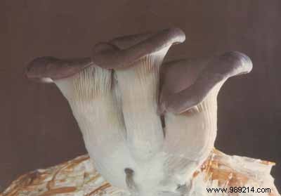 Zesty Oyster Mushrooms with Citrus Segments and Crispy Croutons – Quick Recipe for 4