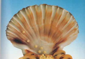 Pan-Seared Saffron Scallops with Panzani Star Pasta