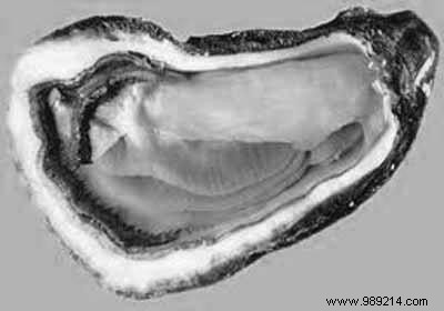 Elegant Oyster Pots with Vegetable Brunoise and Lumpfish Roe