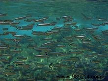 Gourmet Sardine Cake with Spicy Ginger Cream, Nutmeg, and Leeks