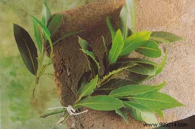 Succulent Tuna Confit with Garlic and Bay Leaves – Scotto Sisters  Proven Recipe