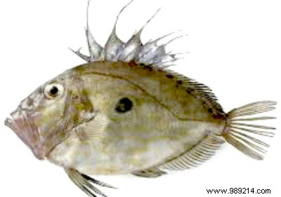 John Dory Fillets with Luxurious Boiled Pepper Sabayon