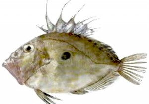 John Dory Fillets with Luxurious Boiled Pepper Sabayon