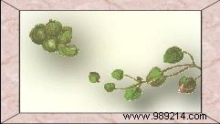 Authentic Black Olive Tapenade and Tartar Sauce: Provençal Recipes with Capers