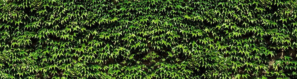 Scenolia s Top 10 Best-Selling Privacy Screens: Customer Favorites Revealed