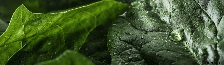 Grow These 3 Iron-Rich Vegetables and Herbs in Your Garden