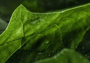 Grow These 3 Iron-Rich Vegetables and Herbs in Your Garden