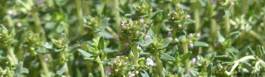 Grow These 3 Iron-Rich Vegetables and Herbs in Your Garden