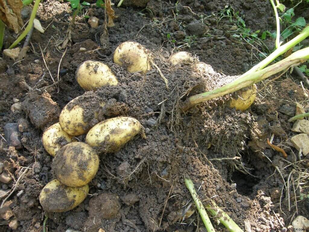 Selecting Top Potato Varieties: Nicola, Allians, and Prim Lady for Your Garden