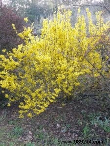 Forsythia: The Paris Mimosa Shrub – Expert Guide to Varieties, Care, and Pruning