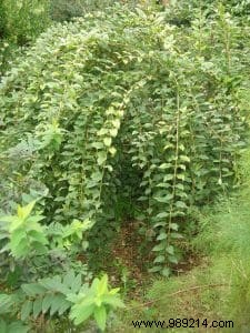 Forsythia: The Paris Mimosa Shrub – Expert Guide to Varieties, Care, and Pruning