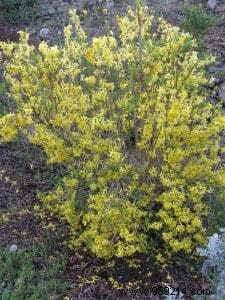 Forsythia: The Paris Mimosa Shrub – Expert Guide to Varieties, Care, and Pruning