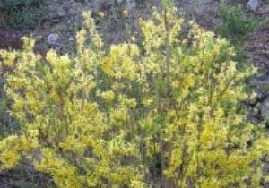 Forsythia: The Paris Mimosa Shrub – Expert Guide to Varieties, Care, and Pruning