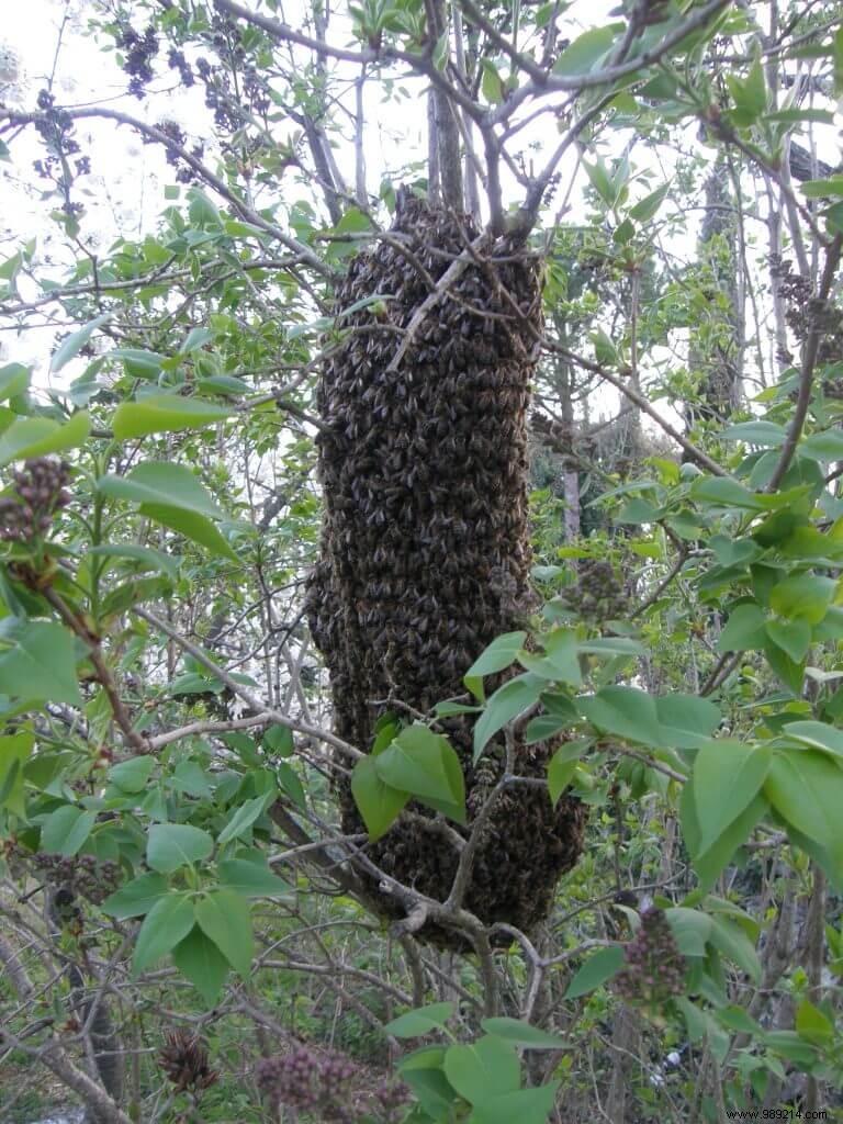 Urgent Alert: Protect Bees from the Asian Hornet Threat Now