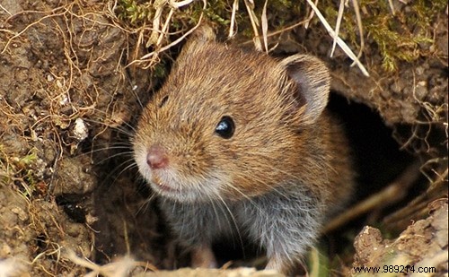 How to Deter Field Mice from Wooden Compost Bins: Expert Composting Advice