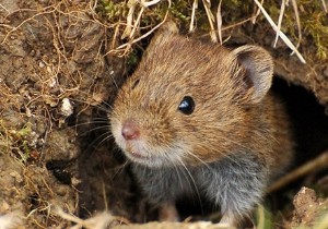 How to Deter Field Mice from Wooden Compost Bins: Expert Composting Advice