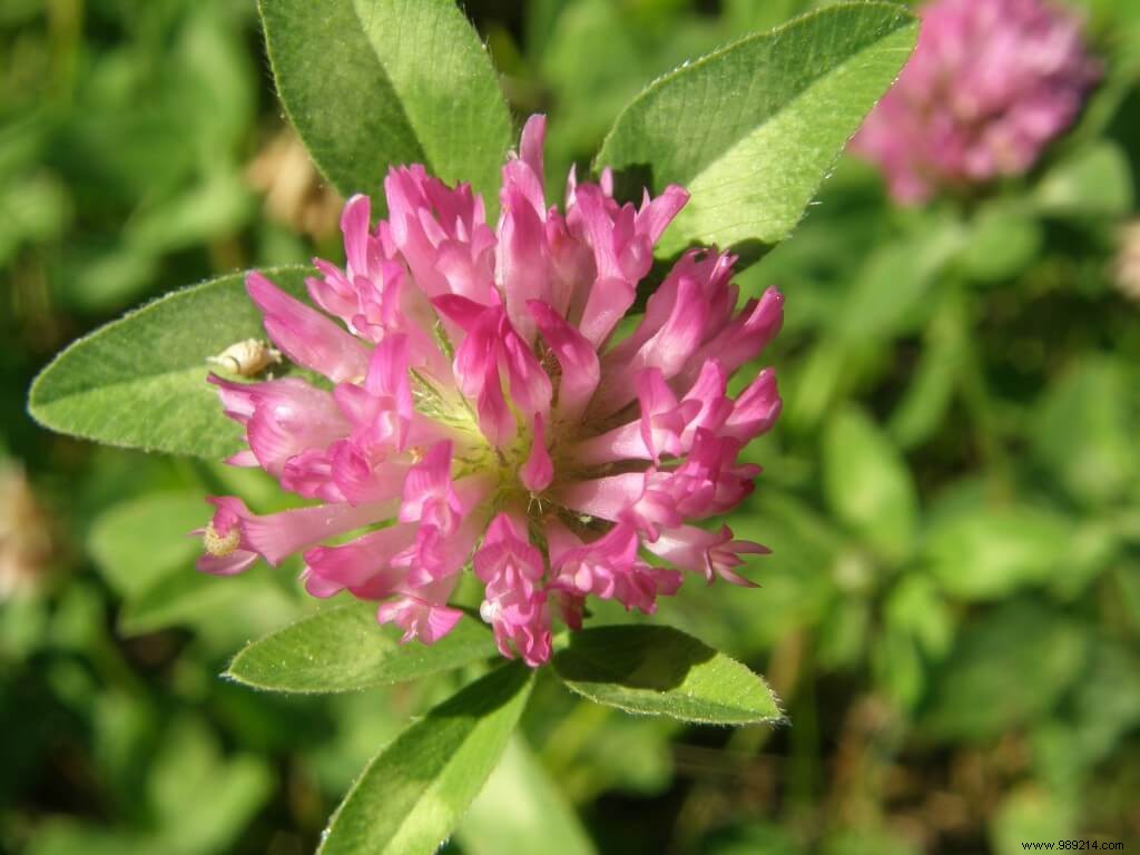 How to Effectively Manage Green Manures in Your Vegetable Garden