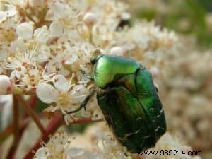 How to Effectively Eliminate Rose Chafers (Cetonia Aurata) from Your Garden
