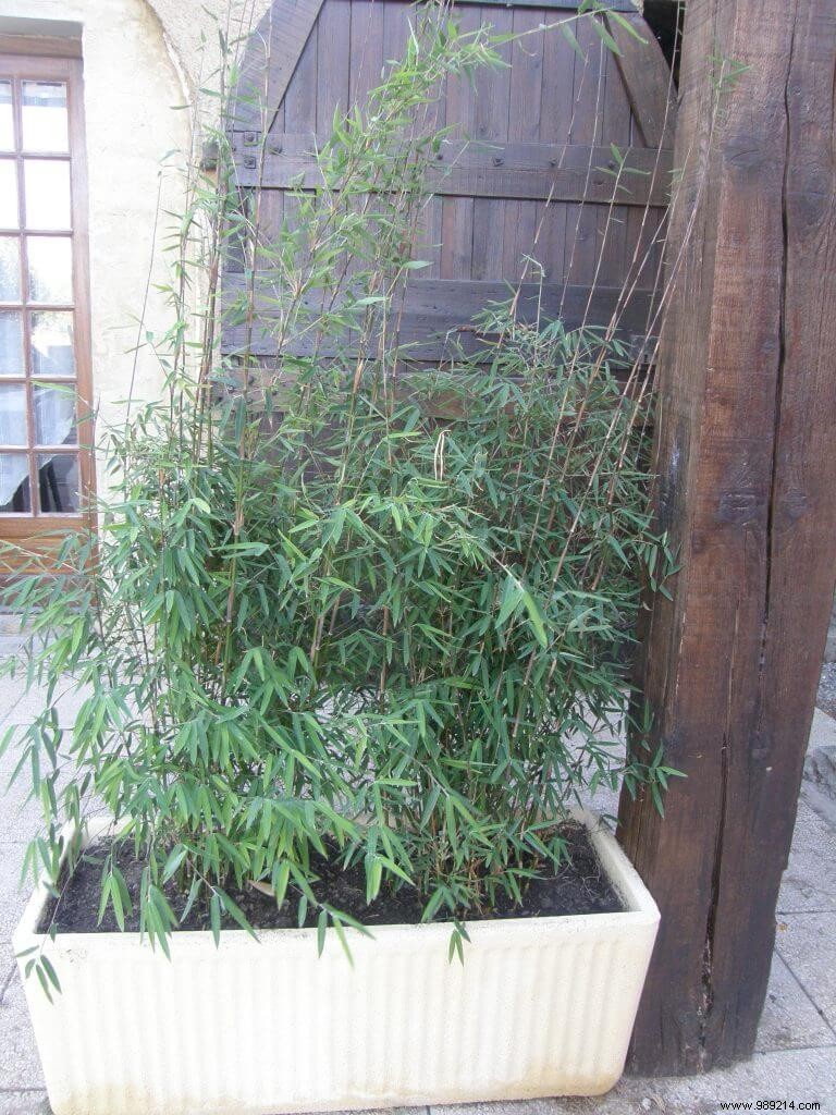 Non-Invasive Clumping Bamboo: Expert Guide to Safe Garden Planting