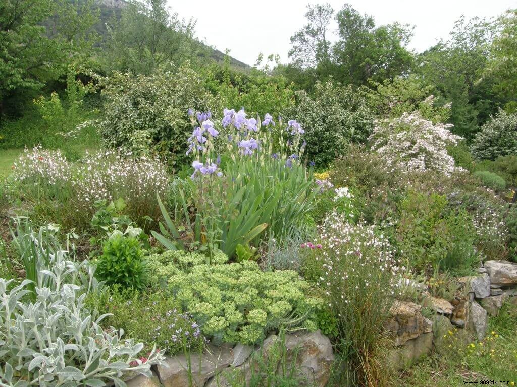 September Gardening Essentials: Reviving Perennials for a Lush Fall Display