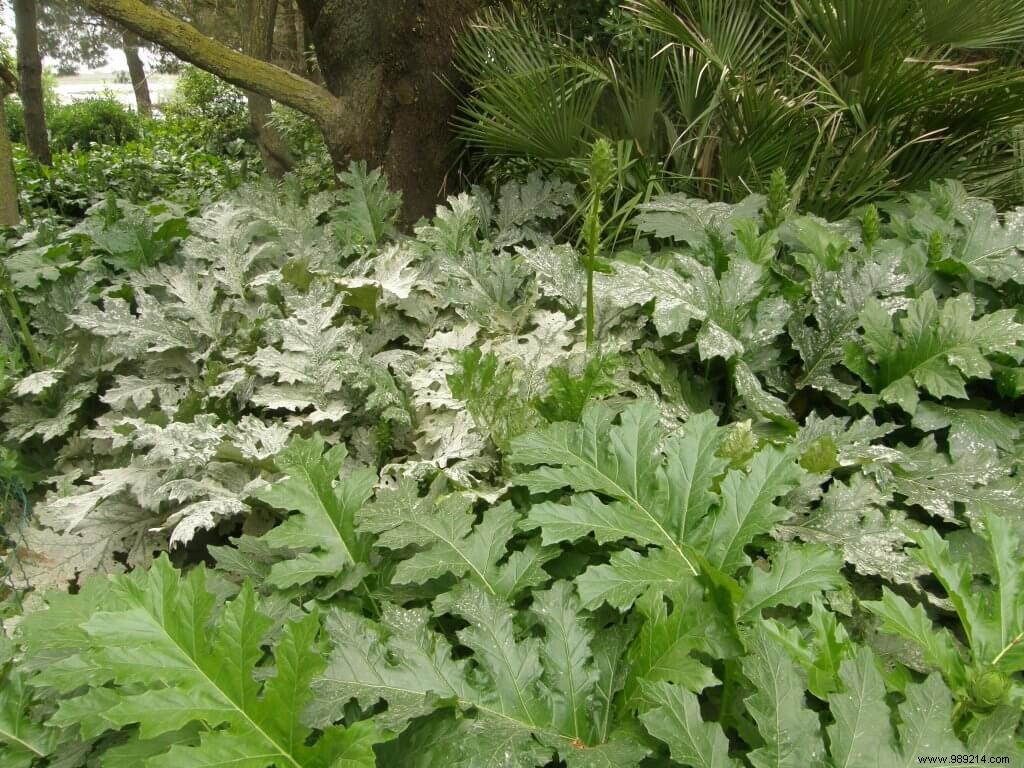 How to Treat Powdery Mildew on Indian Lilac (Lagerstroemia indica)