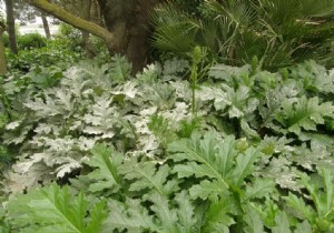 How to Treat Powdery Mildew on Indian Lilac (Lagerstroemia indica)