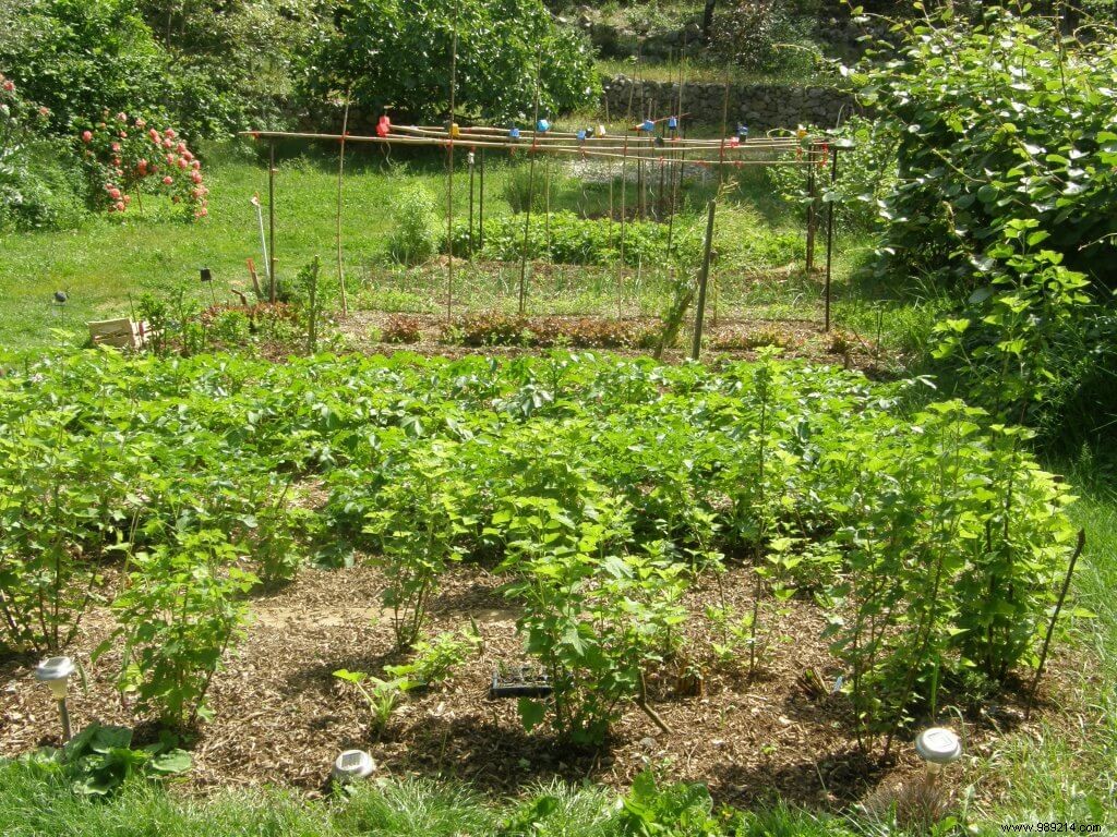 Transform Your Lawn into a Thriving Vegetable Garden: A Proven No-Dig Method