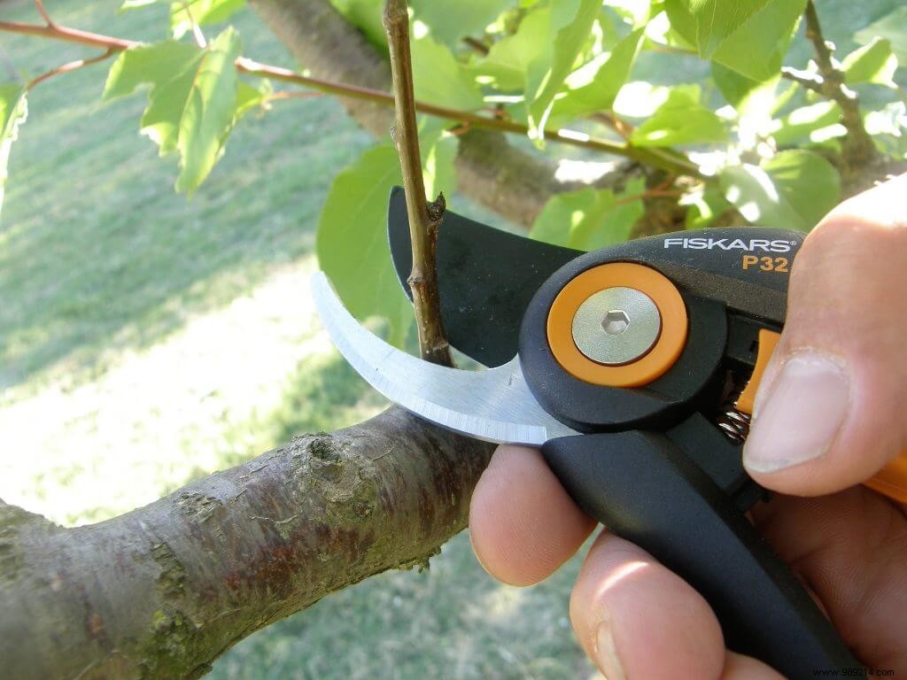 When s the Best Time to Prune Fruit Trees? A Gardener s Proven Guide