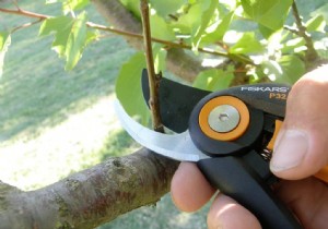 When s the Best Time to Prune Fruit Trees? A Gardener s Proven Guide