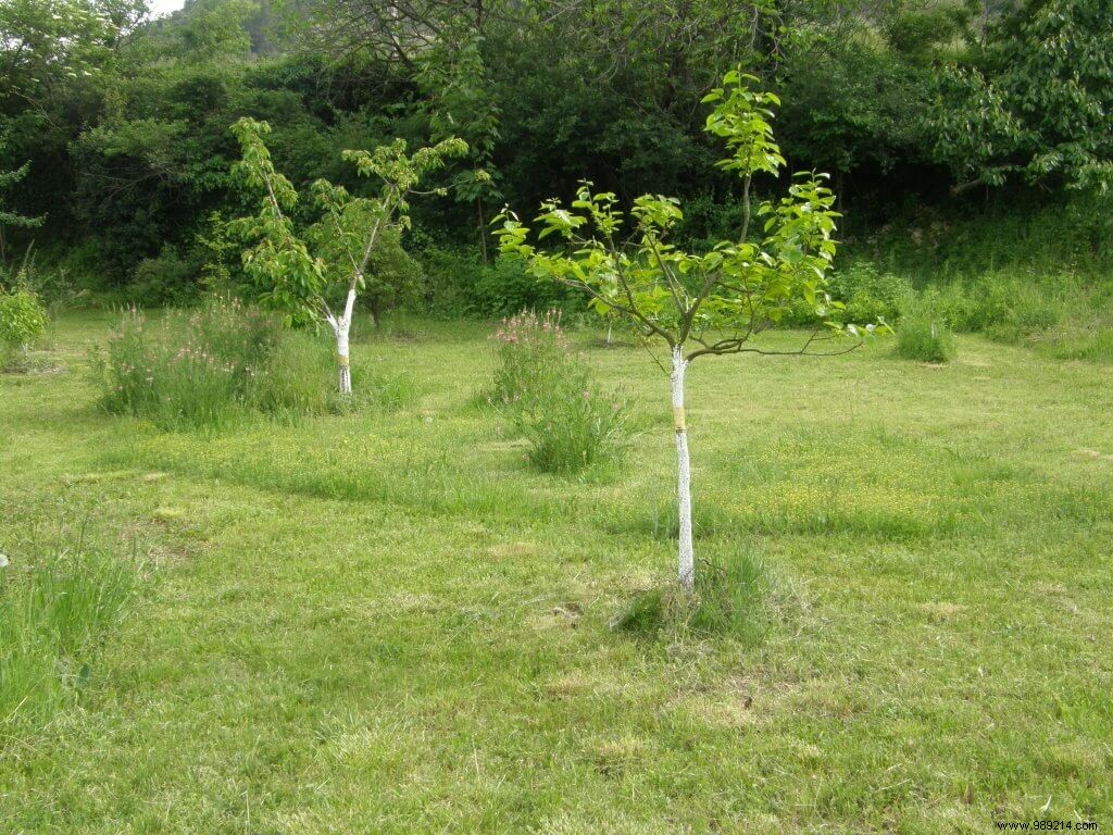 Expert Guide to Fall and Winter Treatments for Fruit Trees