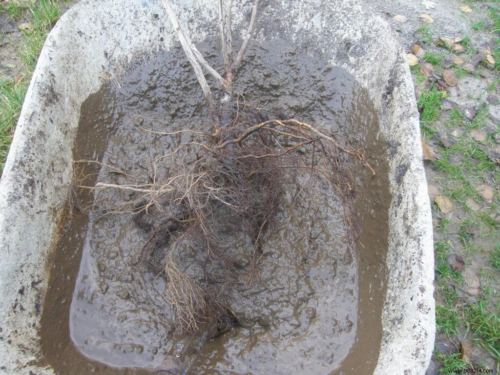 Pralinage Explained: Essential Root Coating for Bare-Root Plants and Trees