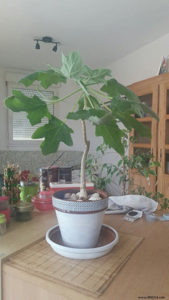 Do Houseplants Need Fertilizer in Winter? Expert Care Guide