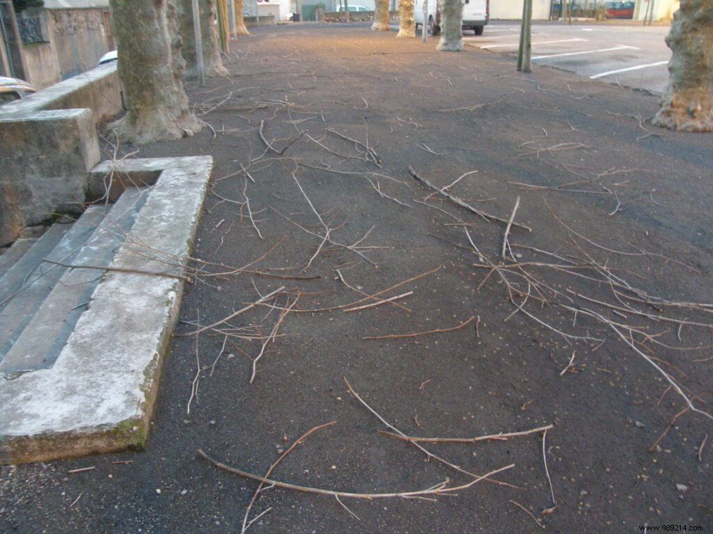 Essential Post-Storm Tree Care: Steps to Protect and Recover Your Trees