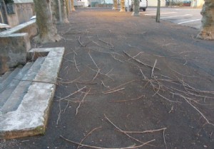 Essential Post-Storm Tree Care: Steps to Protect and Recover Your Trees