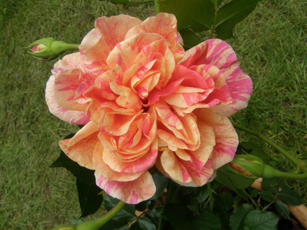 Why Are Roses Grafted? Expert Insights on Rootstocks and Propagation