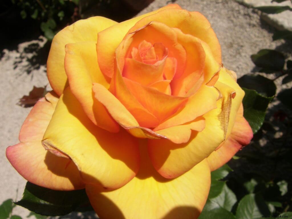 Should You Prune Roses When Planting? Expert Advice for Healthy Starts