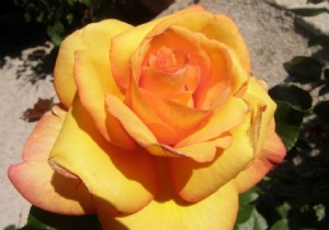 Should You Prune Roses When Planting? Expert Advice for Healthy Starts