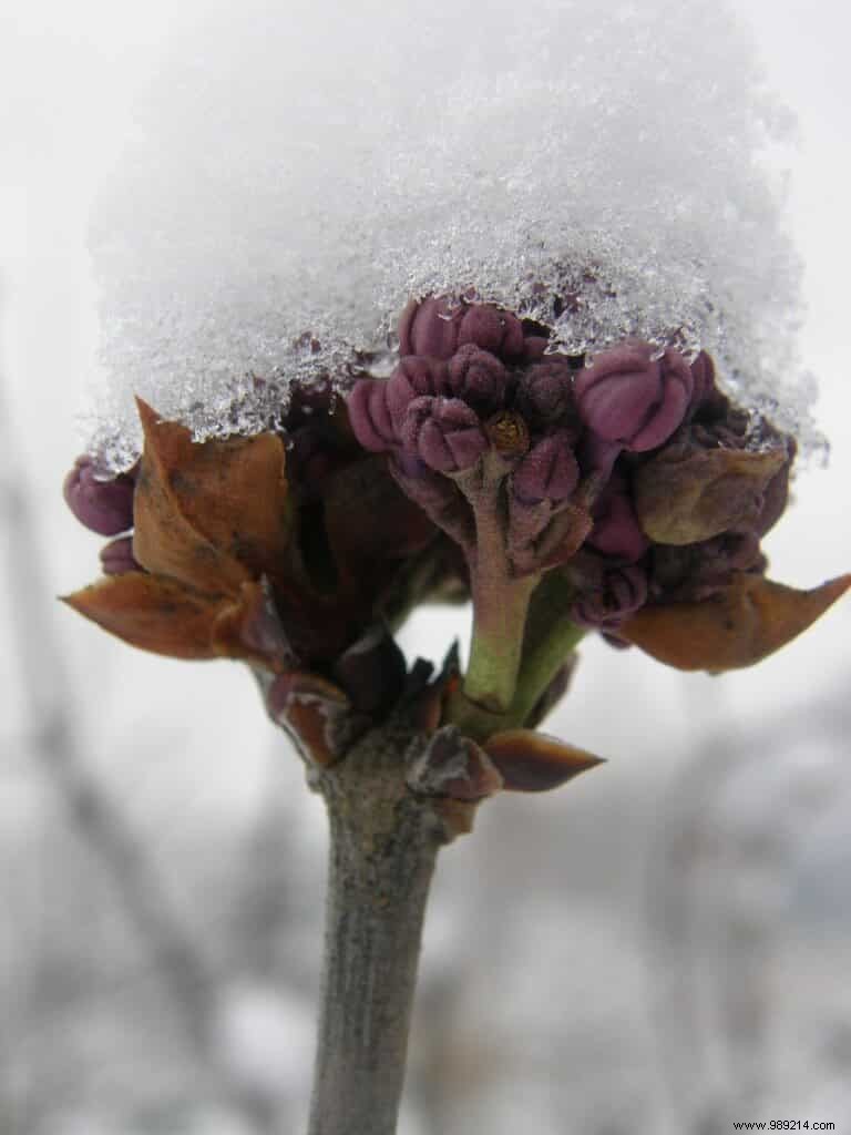 April Gardening: Time to Uncover Plants? Yes, But Watch for Frost and Rot